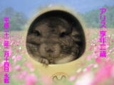 アリスちゃんのメモリアル写真　ペット葬儀日：２０１０年２月１４日　千葉県よりご依頼